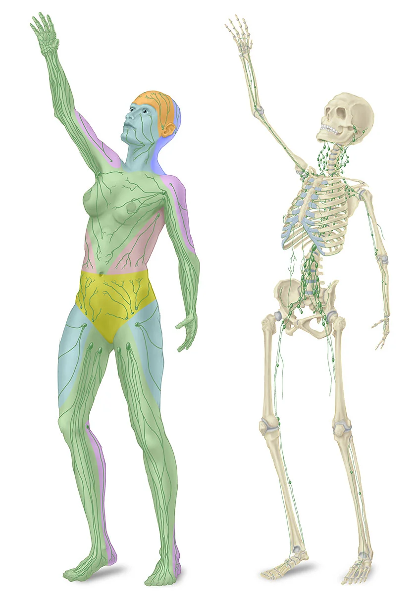 17_lymph_1200.jpg