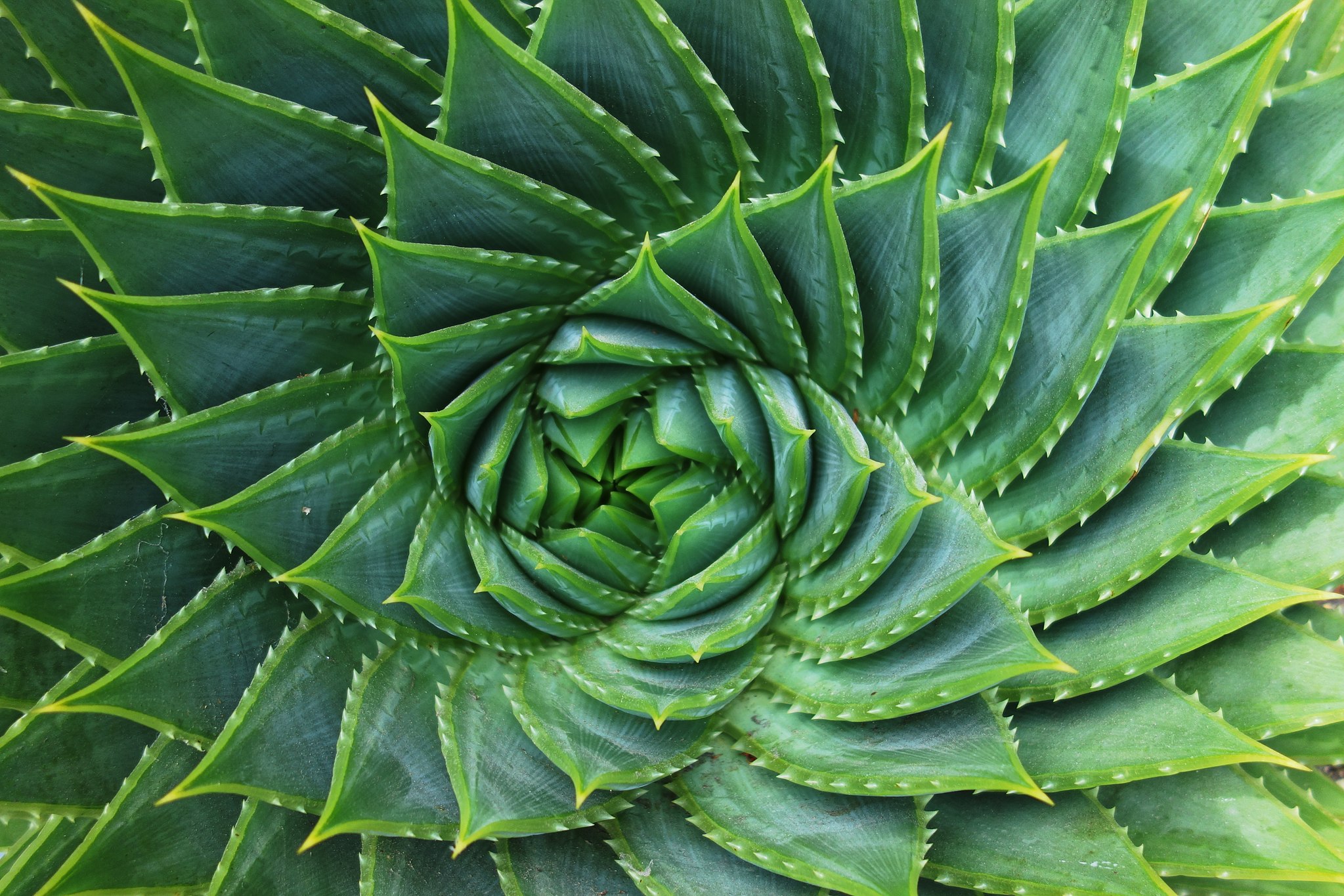 Spiral_Aloe_detail.jpg
