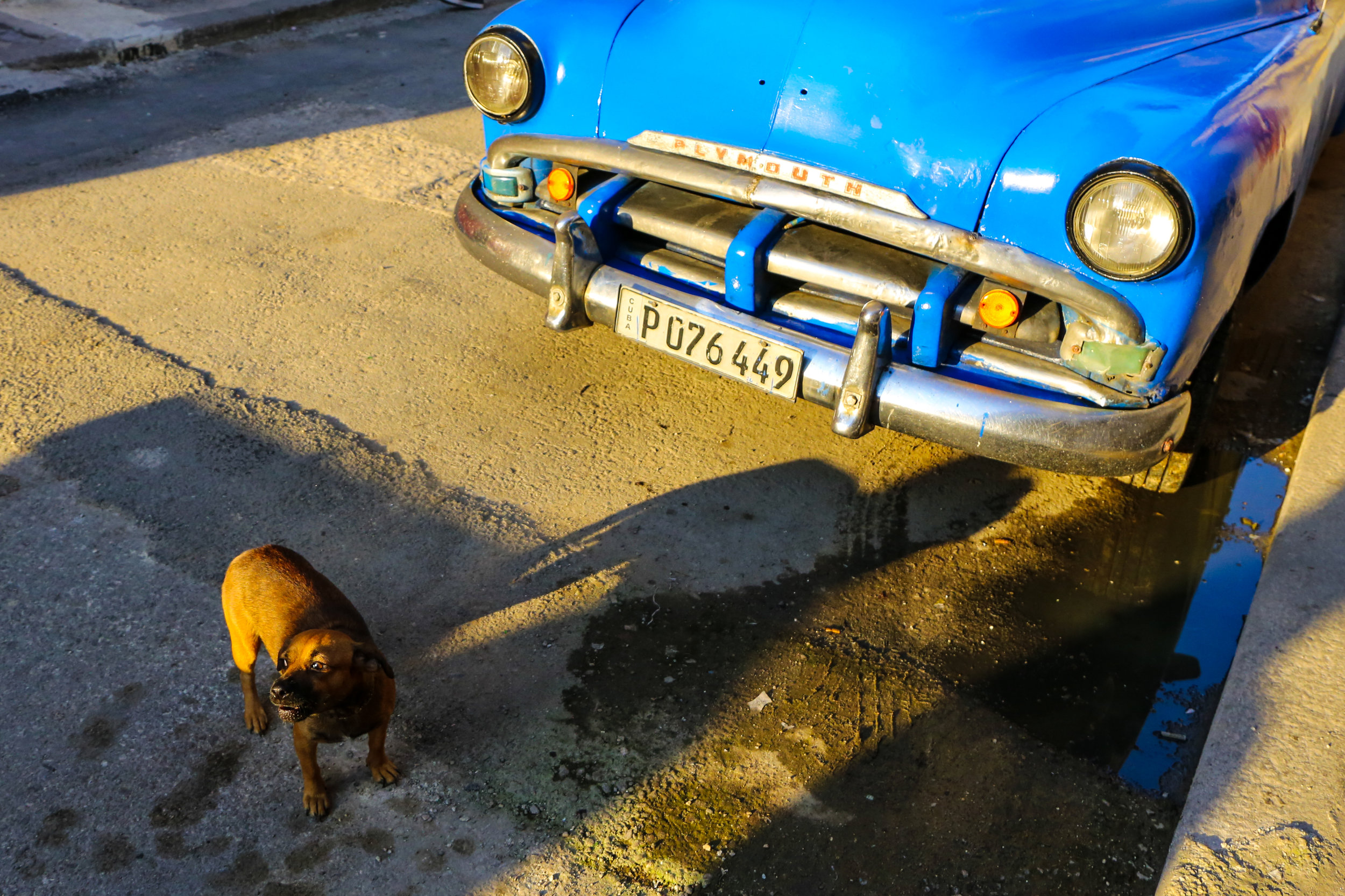 A dog looks on during sunset. March 2019 in the Centro neighborhood of Havana, Cuba.