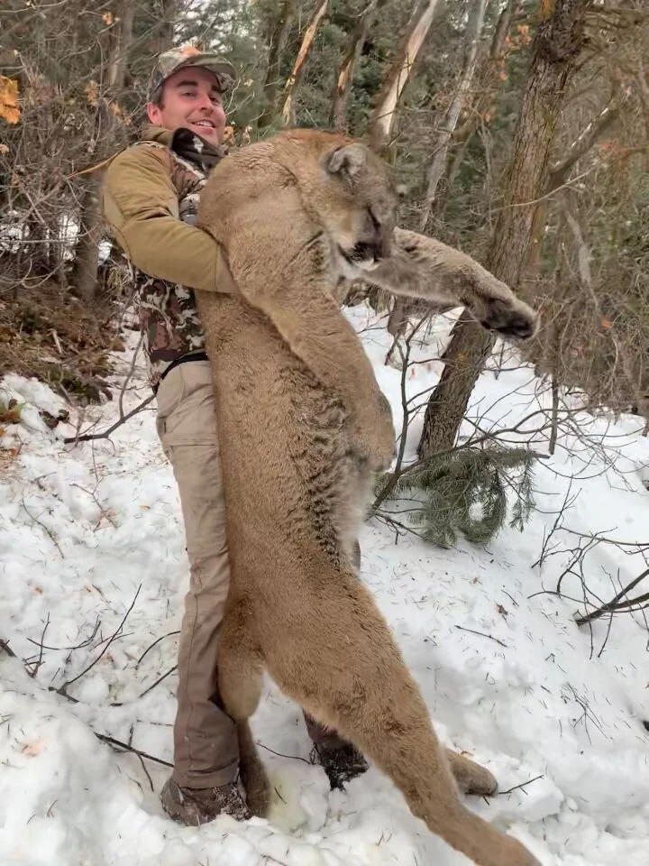 Cougar Captured in our Neighborhood