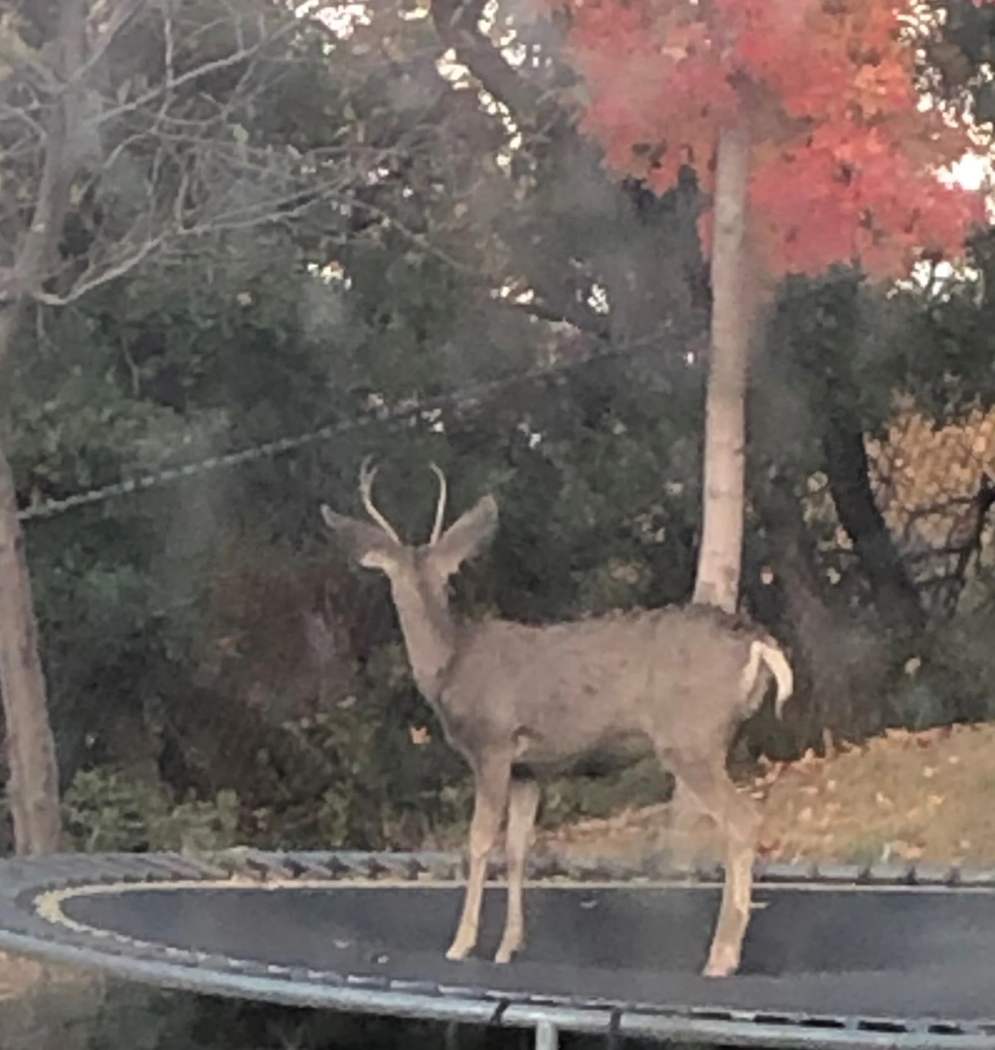 The deer in our neighborhood are so domesticated they feel inclined to jump on our trampoline!