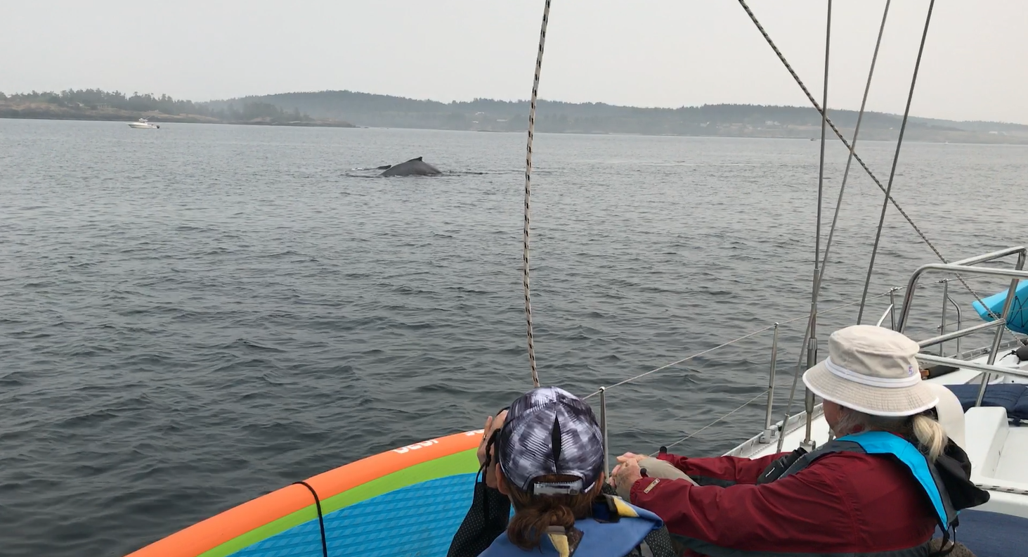 whale photo.png