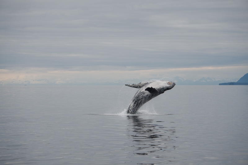 Humpback Breach (800x533).jpg