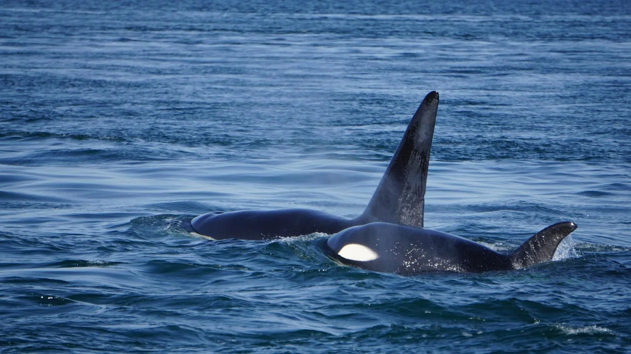 1st Payment-  Boellstorvv May 22 - 29, 2019