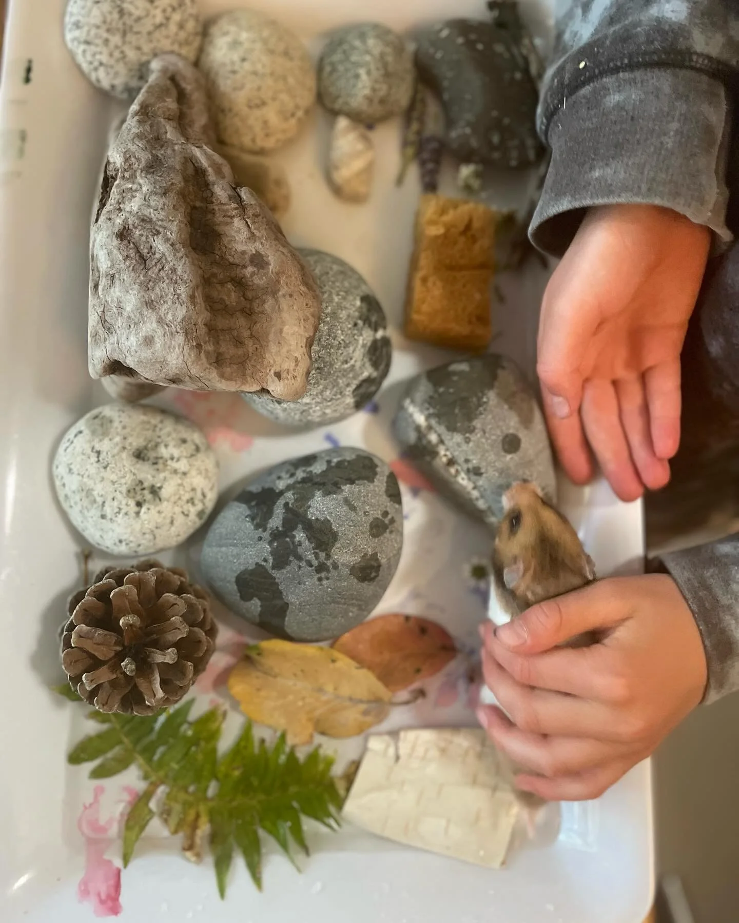 Eco-art therapy sensory habitat featuring Cookie the hamster 🐹