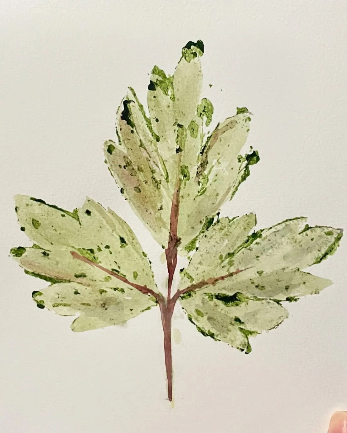 Bleeding heart leaf with natural pigment ink made of greens and avocado pits