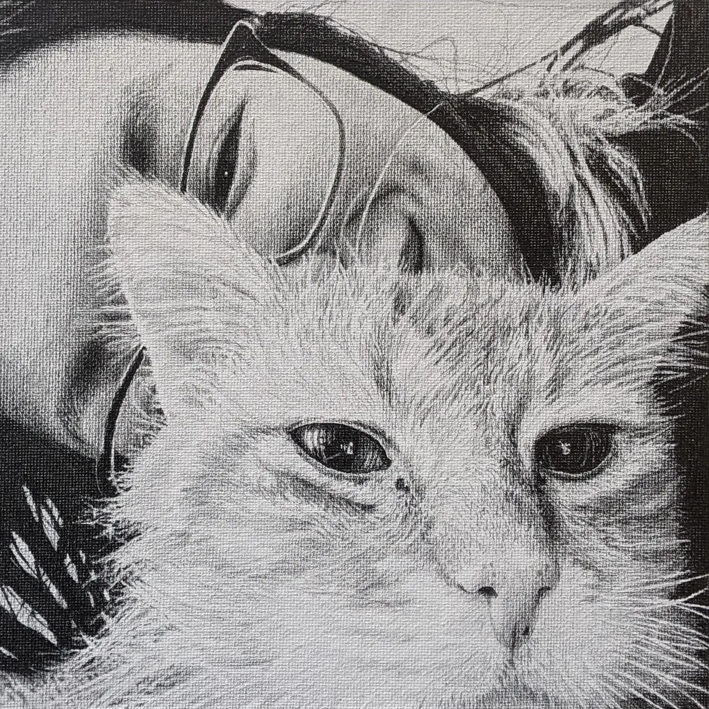 This lovely cat here is Kenma. Unfortunately, he passed away earlier this year, but he was such a big part of their family that he needed to be included. Super happy I got to meet him and immortalize him in this series. Rest in Peace, Kenma. &hearts;