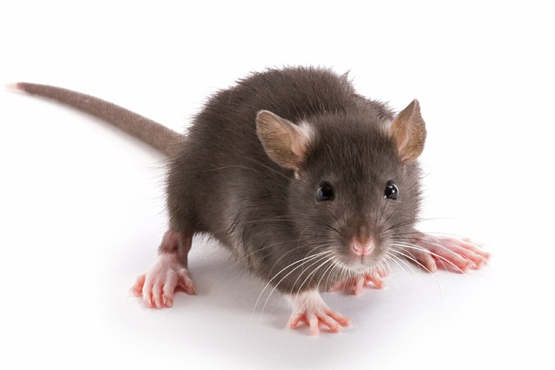 traitement rats