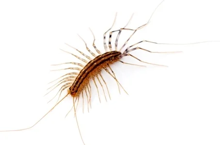 traitement centipede