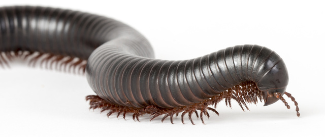 traitement millipede