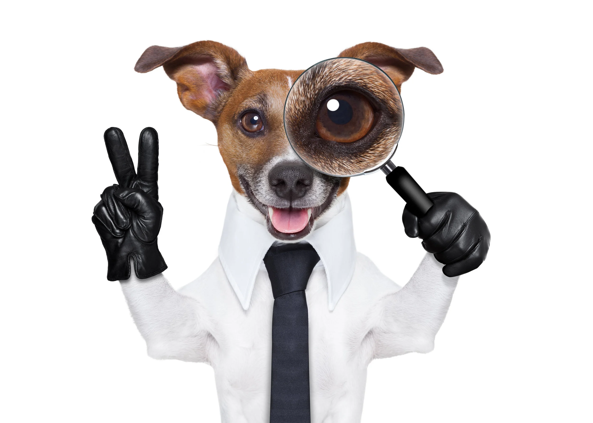 inspection canine