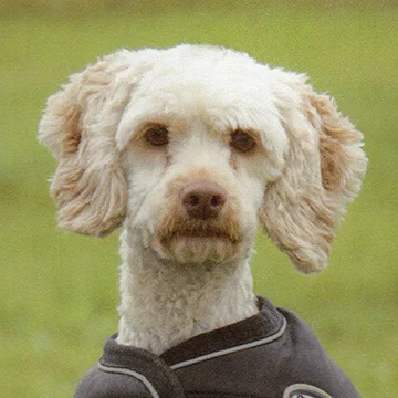 k9 dog