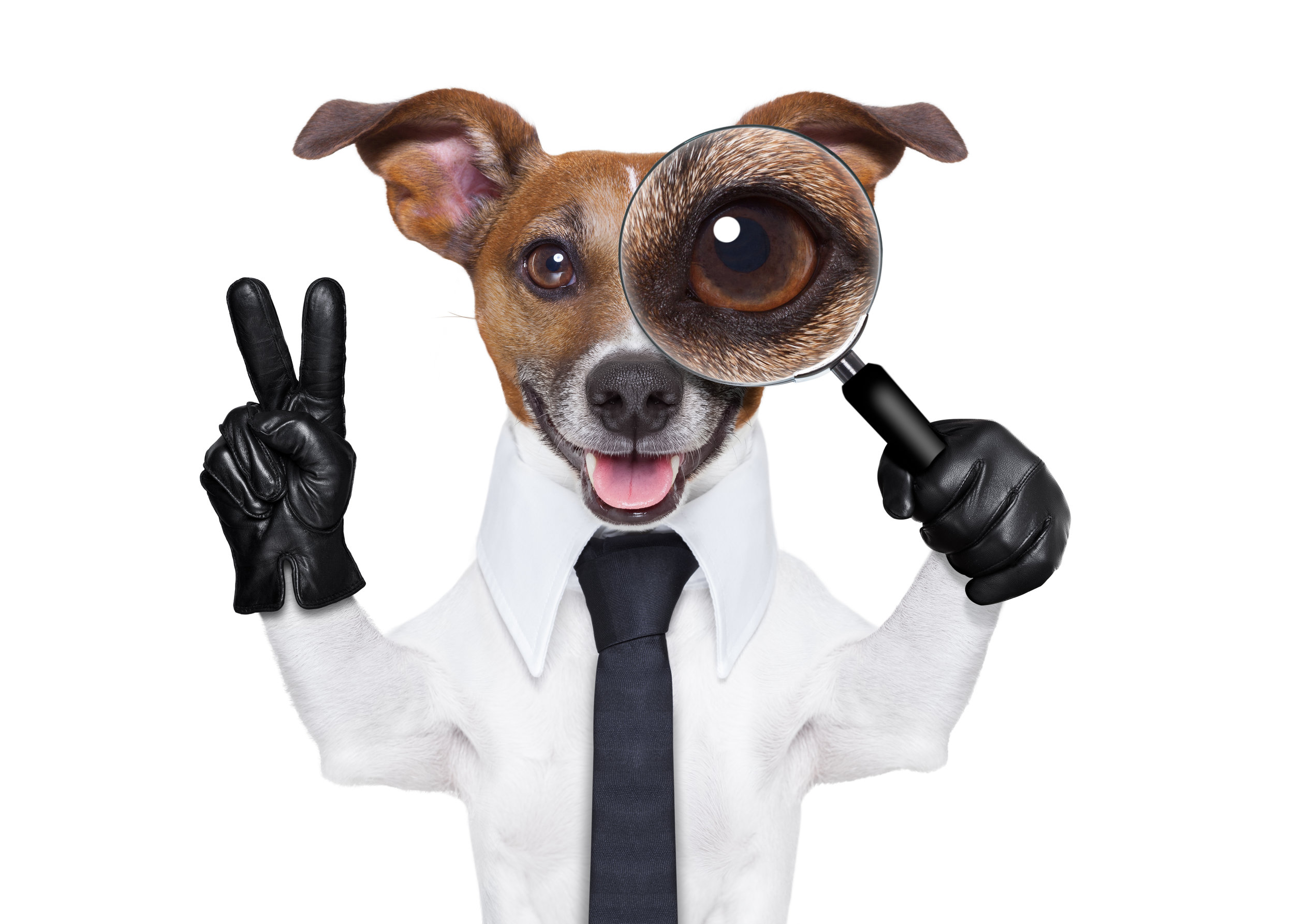 canine inspection