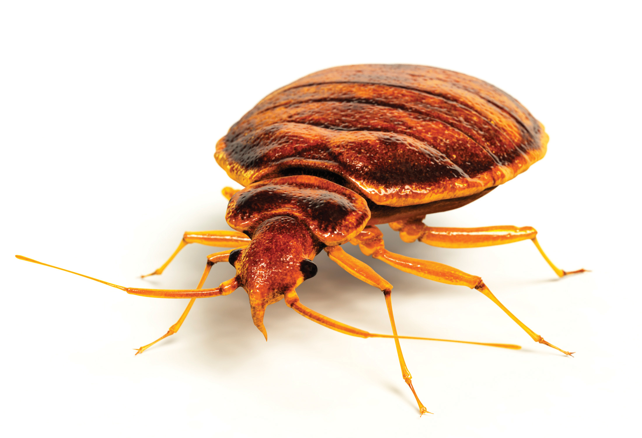 bedbug treatment front