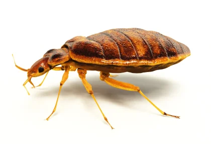bed bug treatment side