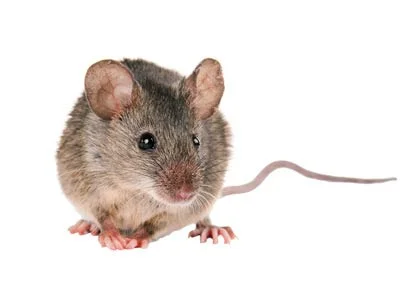 Mouse Treatment