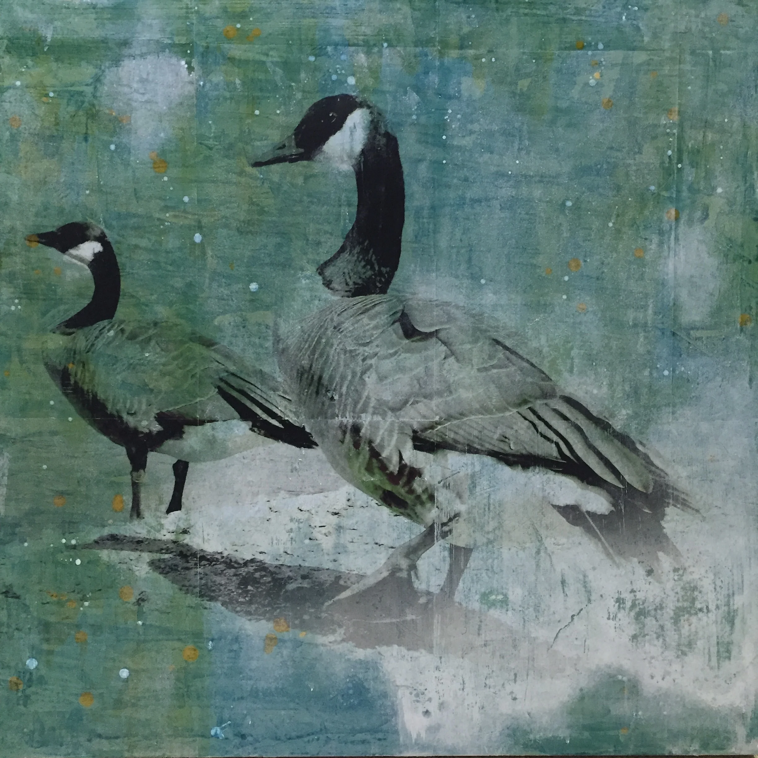 Stanley Park Geese