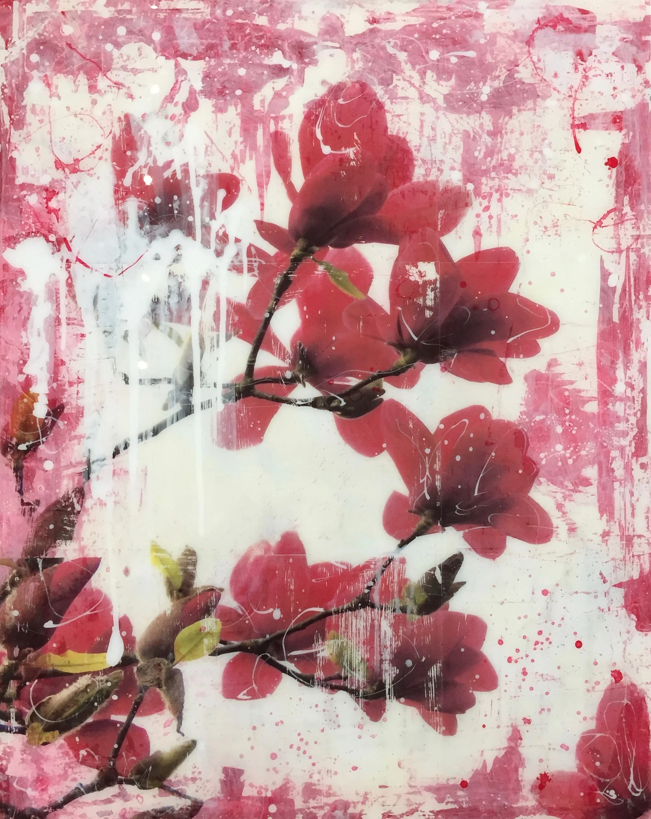 Magnolia