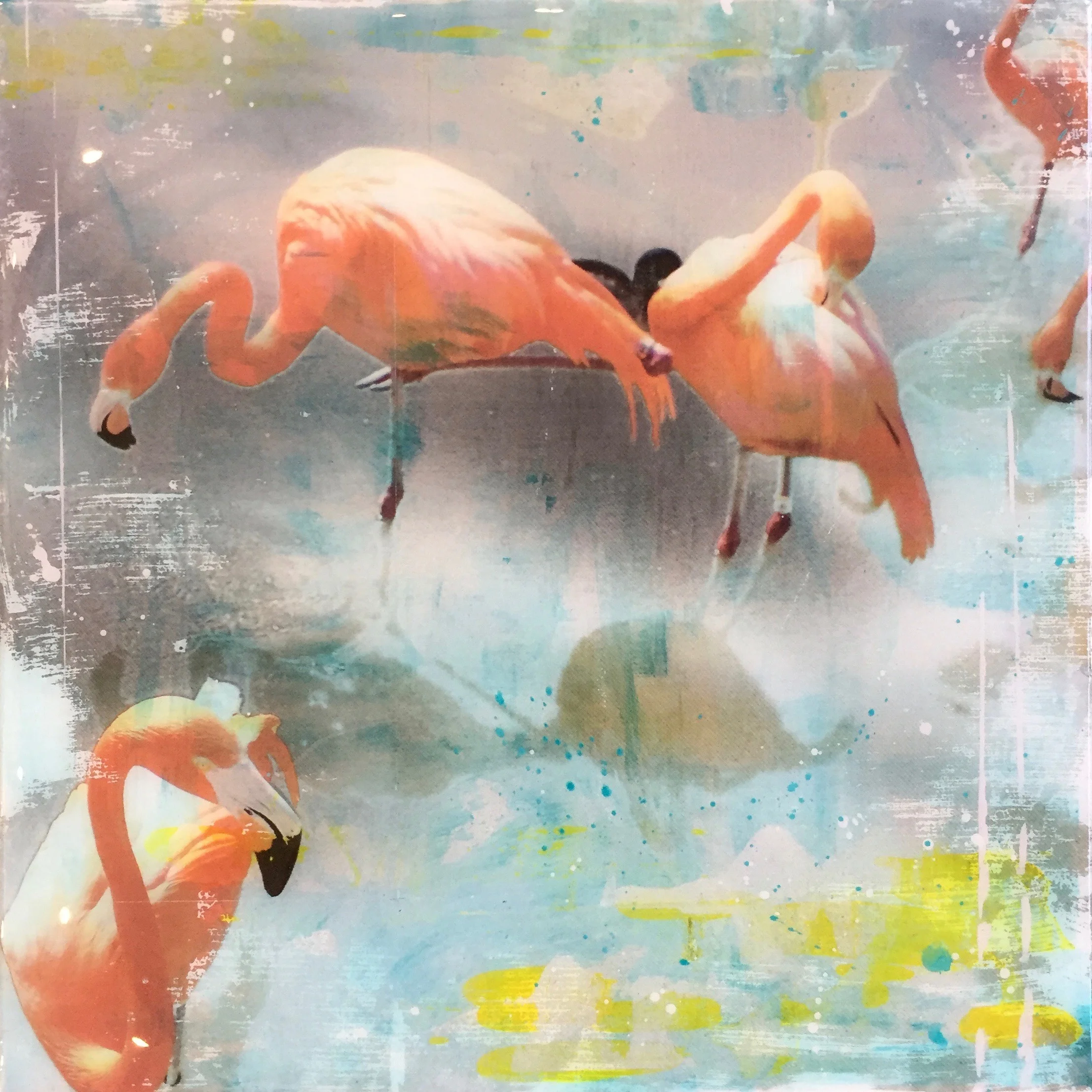 Flamingoes