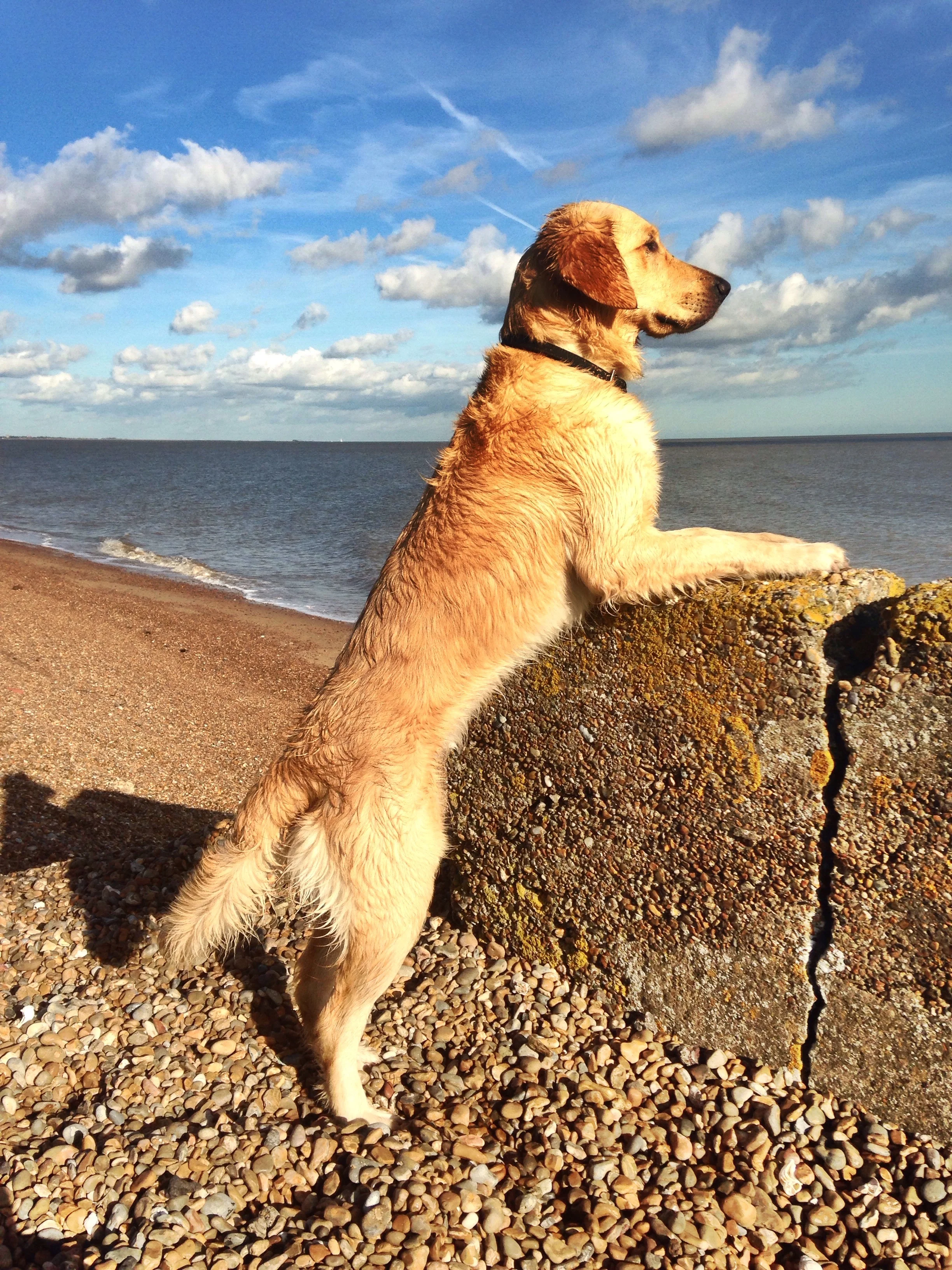 Tougher dog controls in Suffolk? Have YOUR say ...