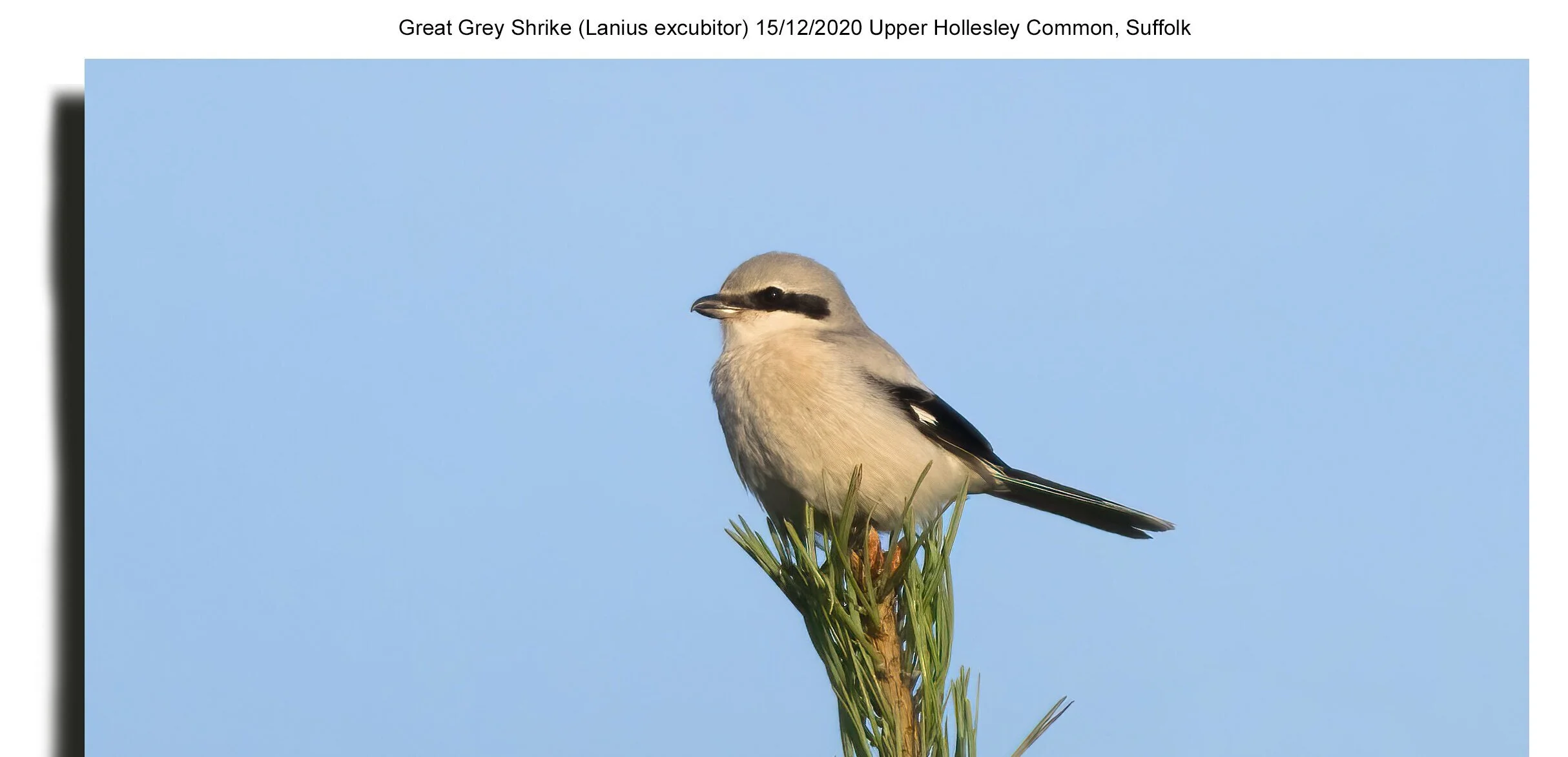 Birdlife boom!