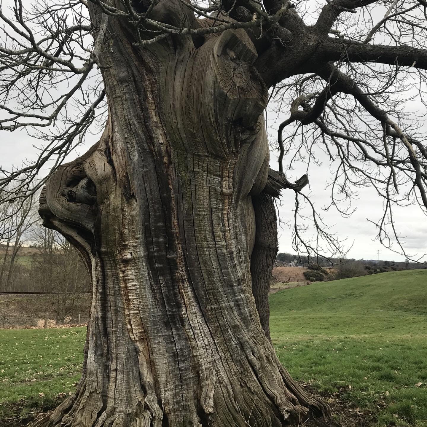 A bootiful tree on a bootiful walk. It&rsquo;s a hugger, this one!
#suffolkcoastalwalks #suffolkwalks #eastcoastwalking #hugatree #atreeisforlife #livinginsuffolk #gladtobealiveinsuffolk!