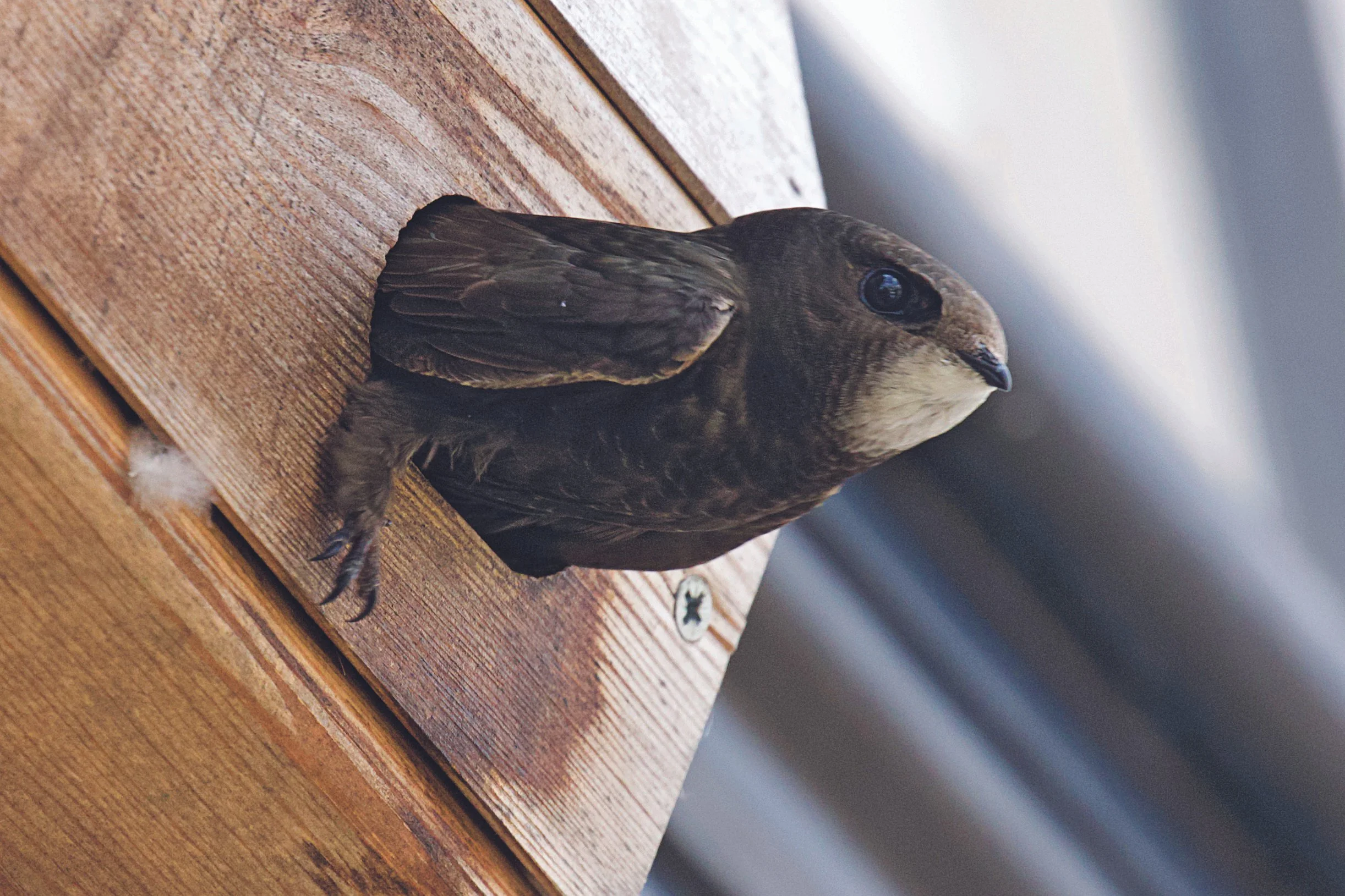 SWIFT NESTING SEASON