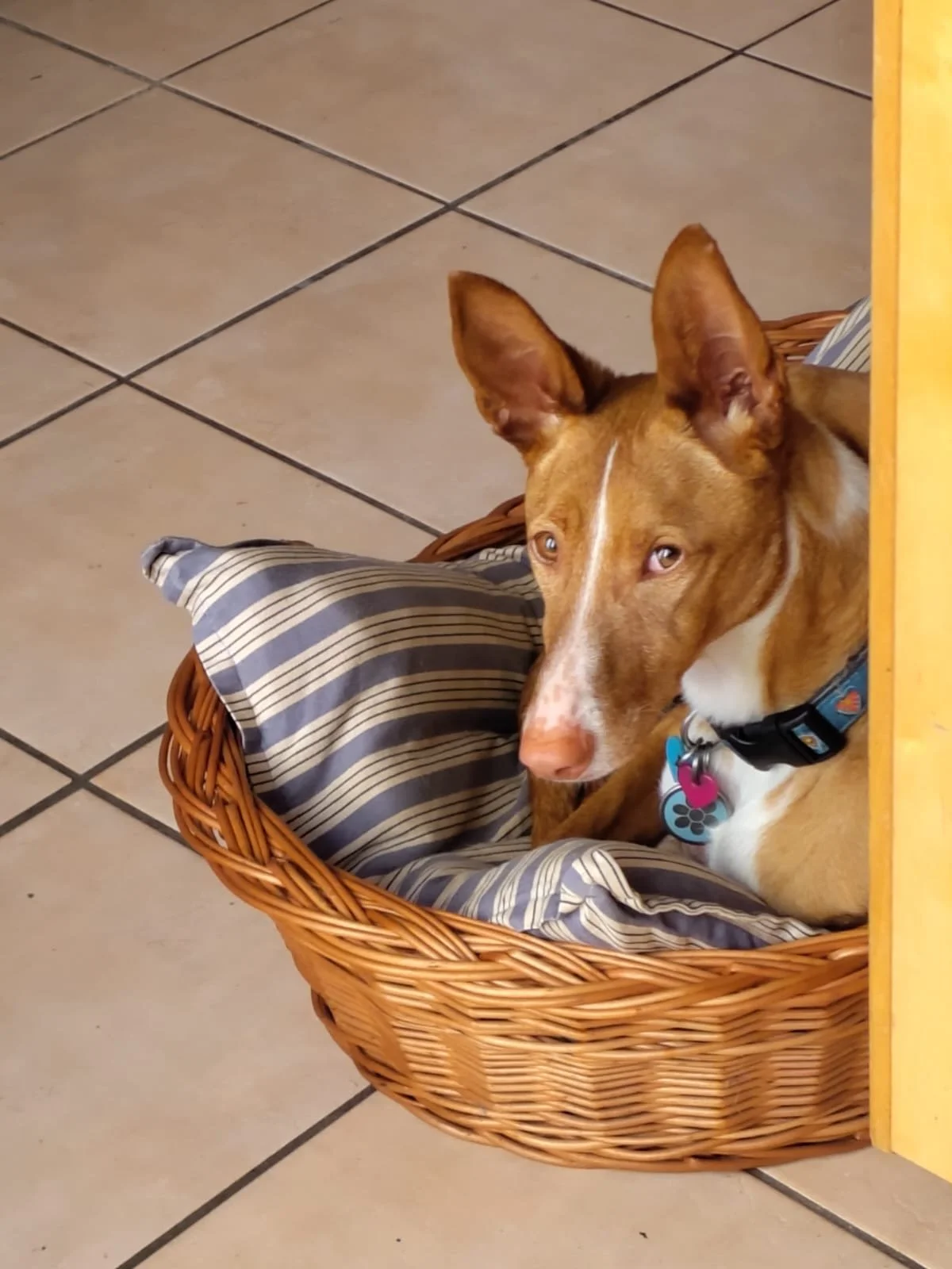 Grace finds a home! Can you help her friends?