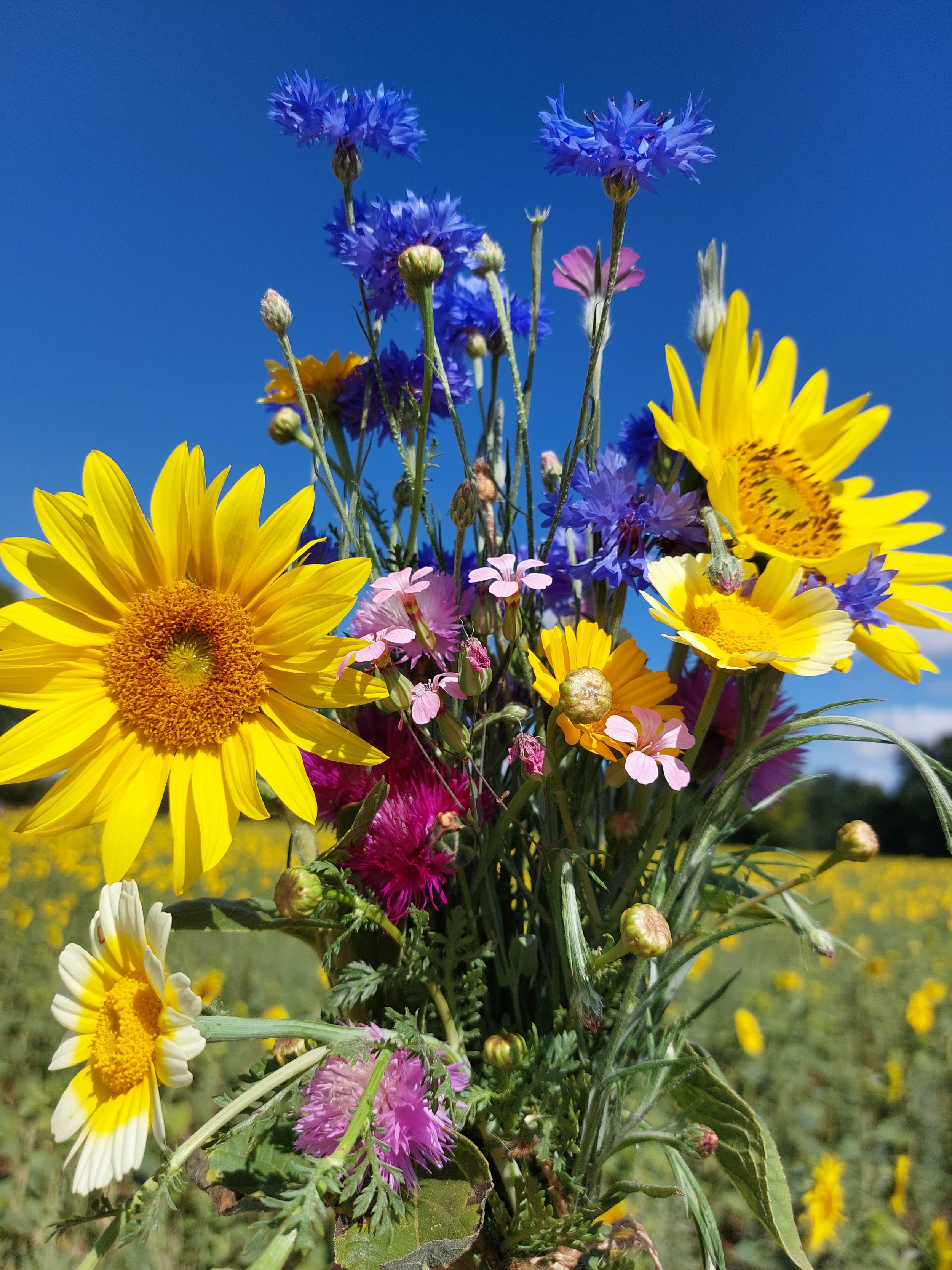 Suffolk in bloom ...