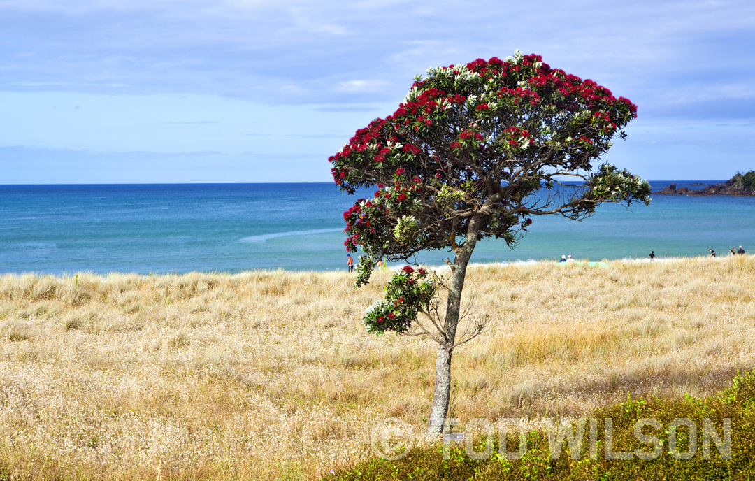  Waikawau Bay Pohutukawa, Coromandel. 