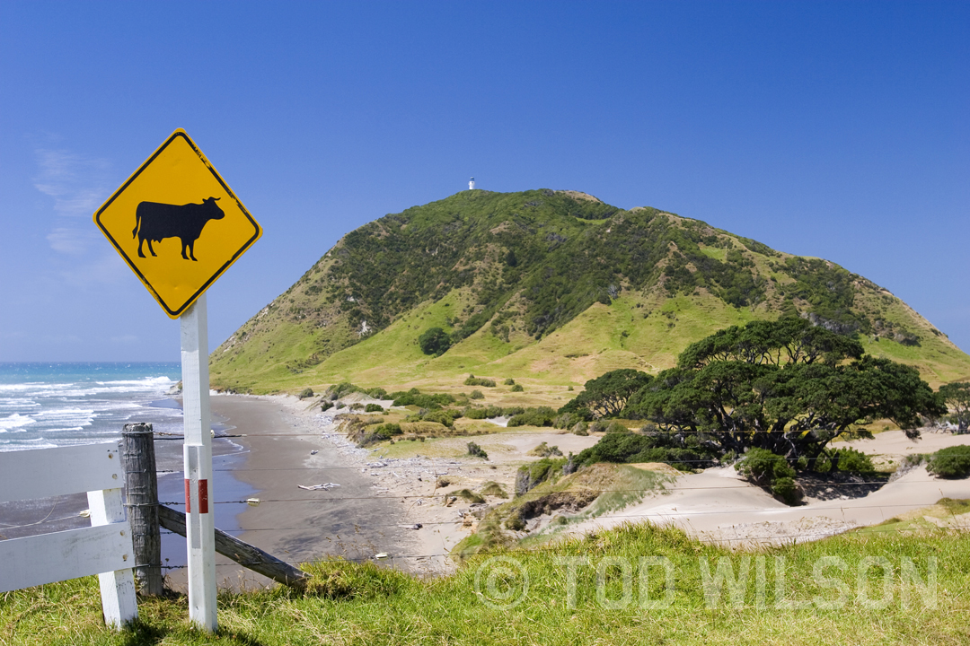 East Cape Peninsula Cattle Sign.jpg