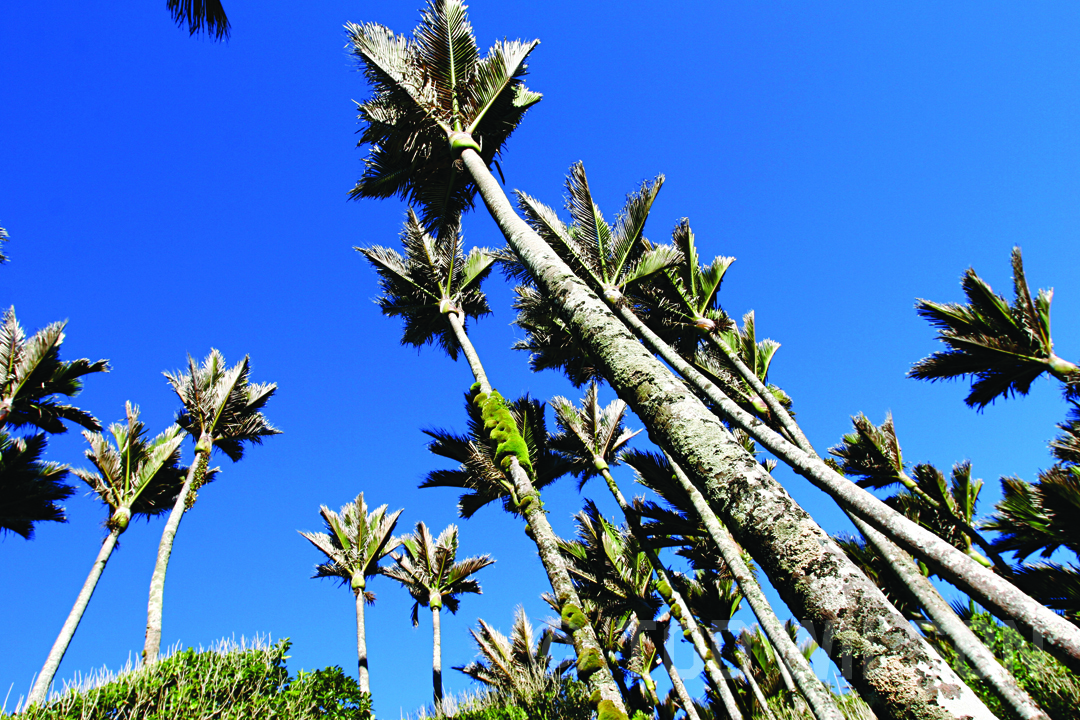  Nikau palms, West Coast near Karamea, Heaphy Track. 