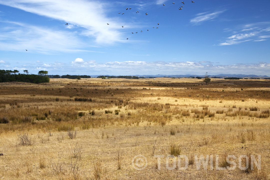  Karikari peninsula drought. 