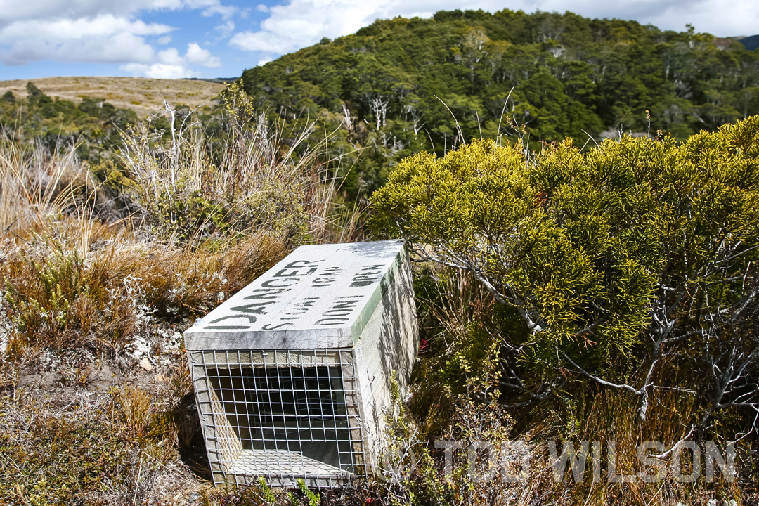  Stoat/rat trap, Heaphy Track, South Island. 