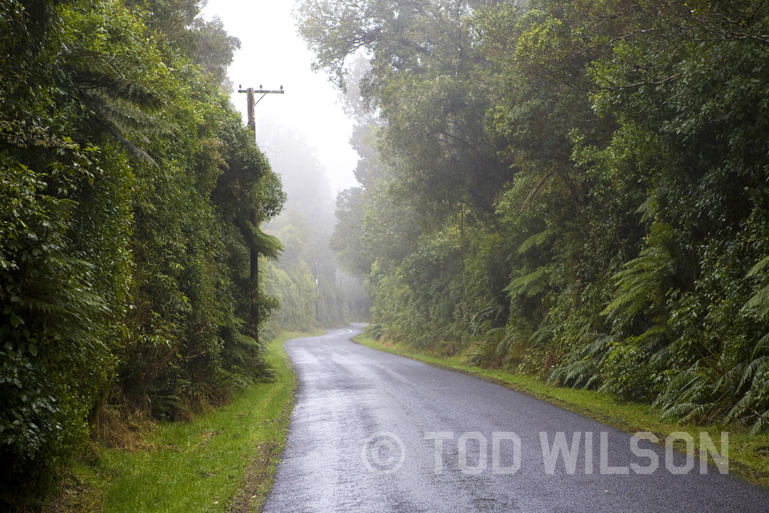  Mt Taranki Bush Road in mist 