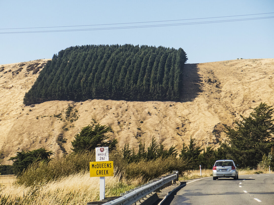 Akaroa Peninsula - Pine plantation