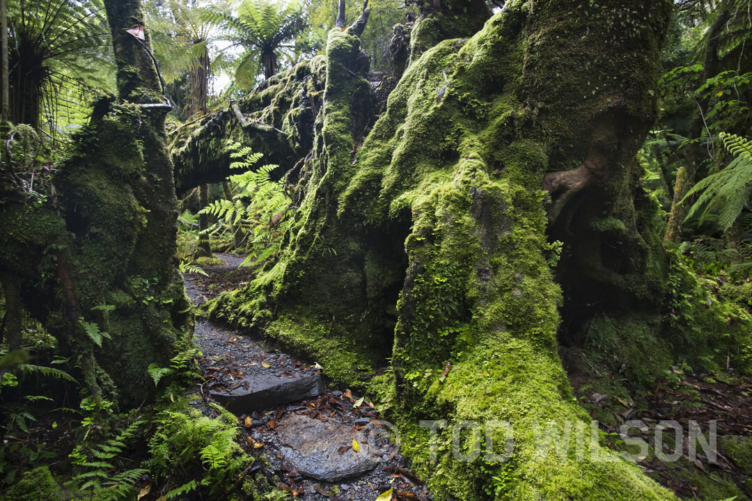  Fox Glacier Morraine Bush Walk 