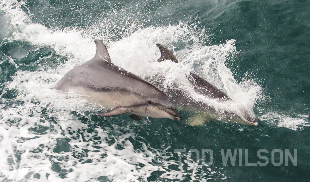  Bottlenose Dolphins, Fiordland  