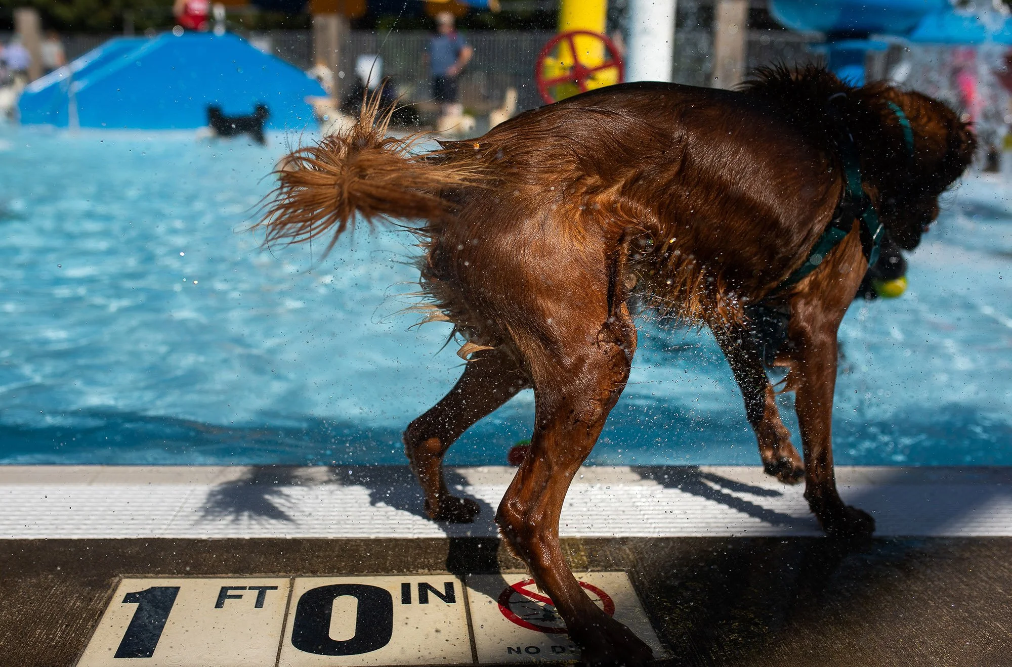 20221001-dogDay-kap-12.jpg