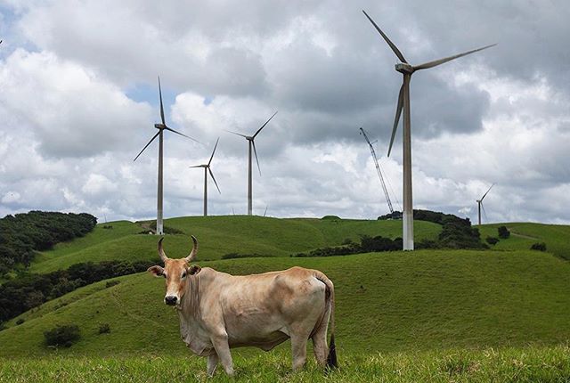 Moo. My computer died Monday and I&rsquo;m sifting through years of photos between term projects. The 619 road in Guanacaste Province, Aug. 29, 2017, Costa Rica. | #windpower #agriculture #elcampo #costarica #puravida