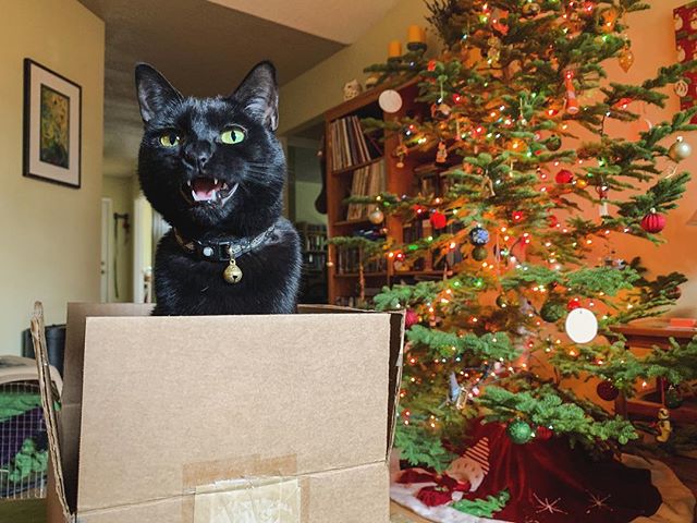 May this year be filled with lots of sitting in a box on a table and yelling. Stella, Dec. 31, 2018, Eugene, Ore. #cat #meow #holidays #eugene #eugeneoregon #oregon
