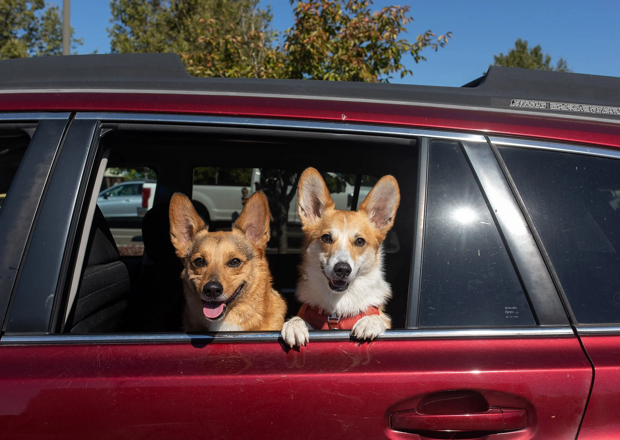 20221001-dogDay-kap-06.jpg