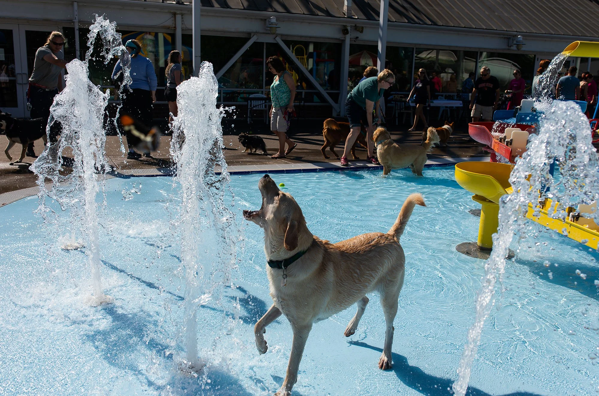 20221001-dogDay-kap-09.jpg