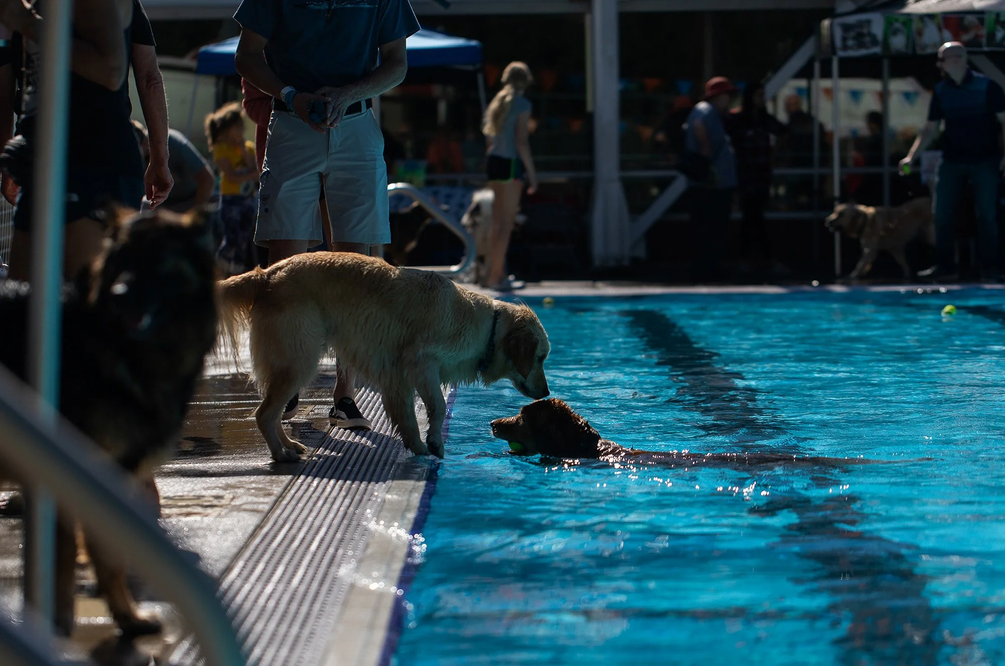 20221001-dogDay-kap-15.jpg