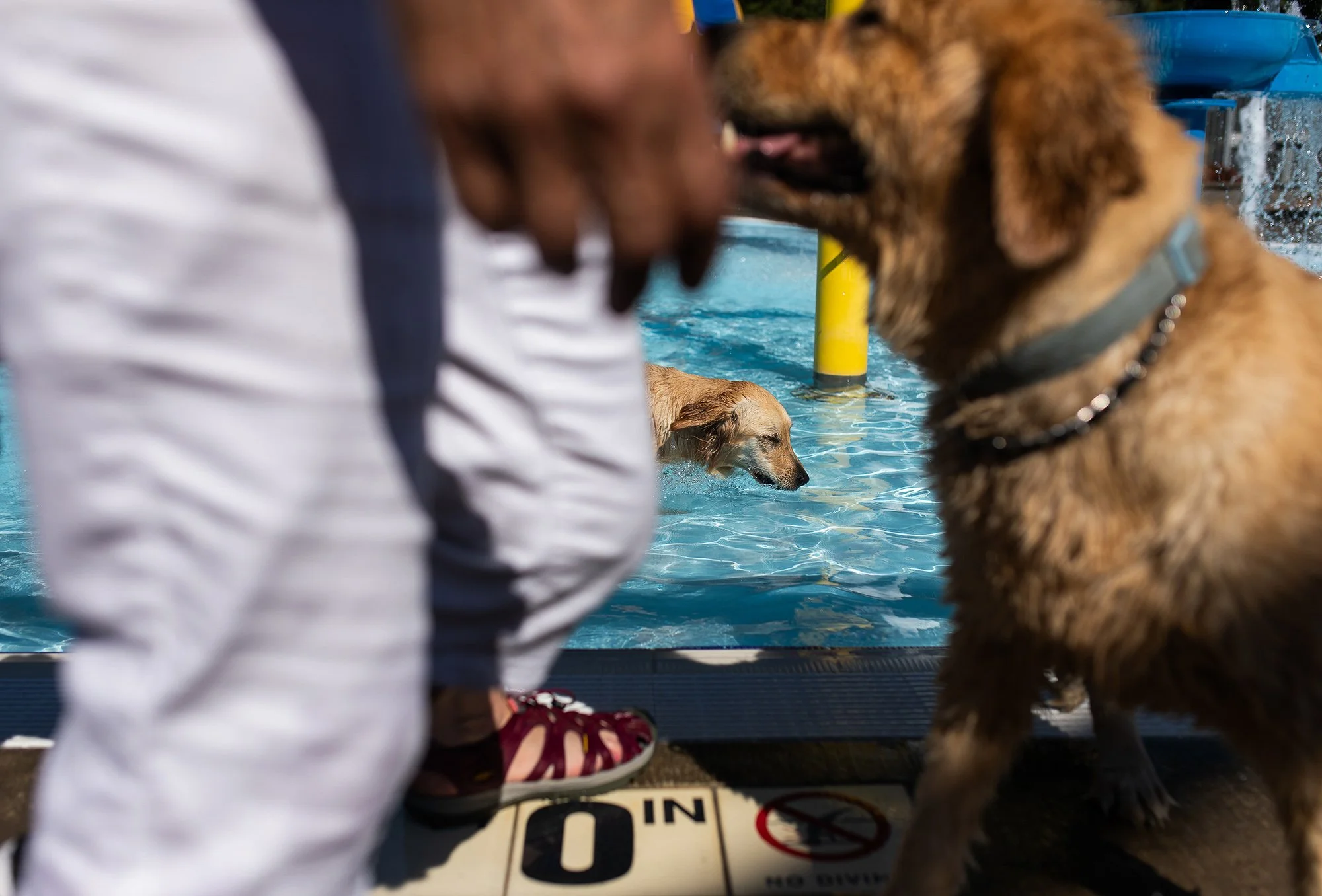 20221001-dogDay-kap-11.jpg