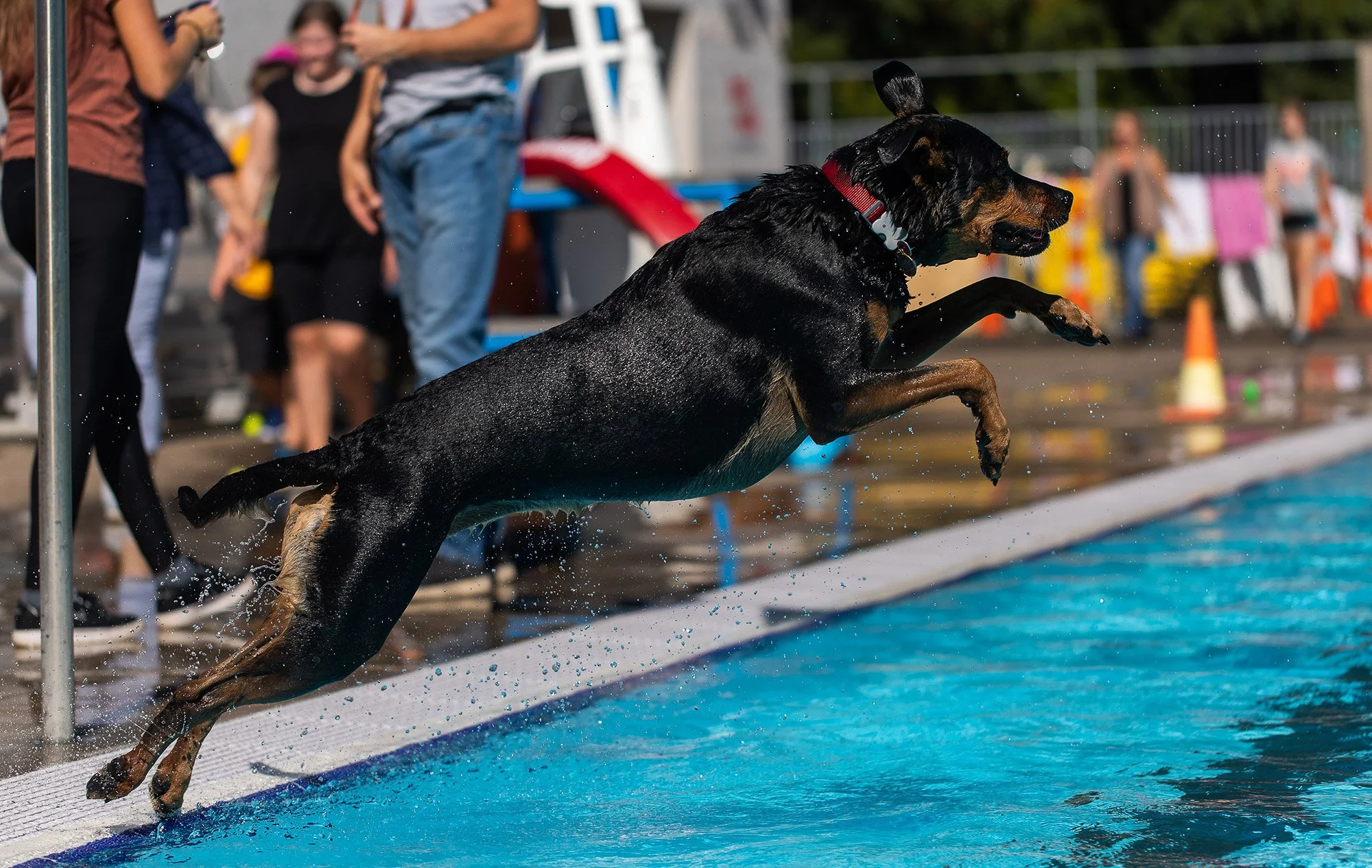 20221001-dogDay-kap-14.jpg