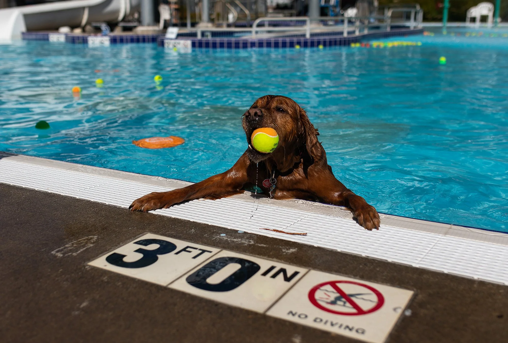 20221001-dogDay-kap-05.jpg