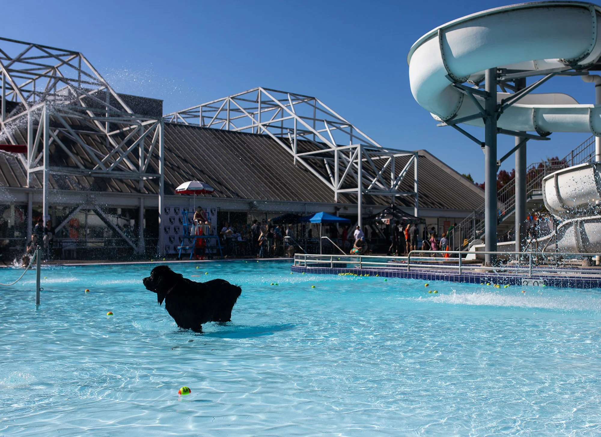 20221001-dogDay-kap-01.jpg