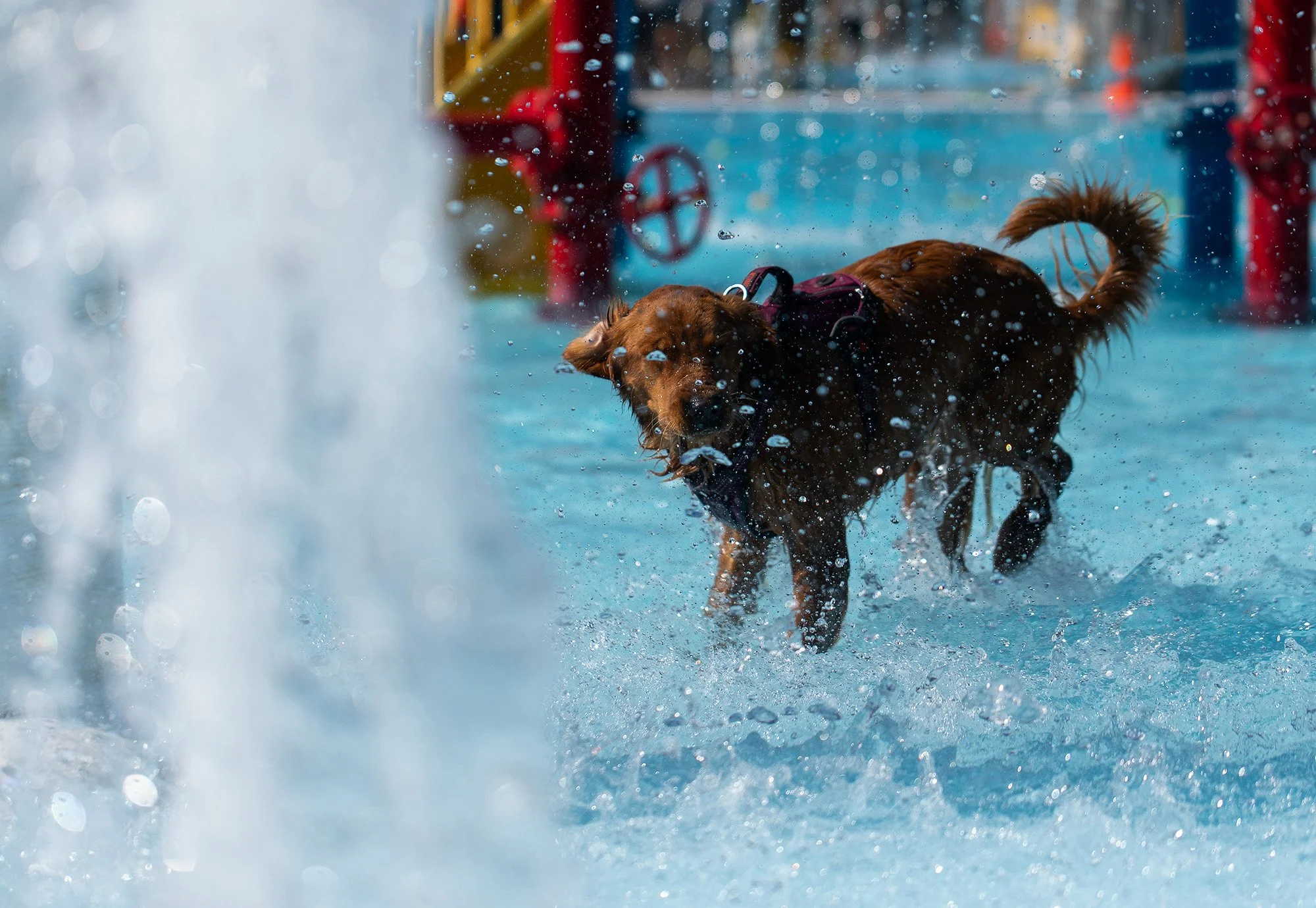 20221001-dogDay-kap-10.jpg