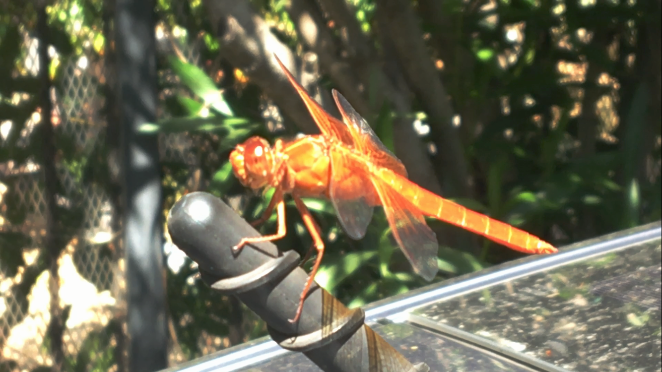  The morning of June 9th, 2017, the day after Glenne's passing, this beautiful, orange dragonfly landed on Stirling's car. Years ago, a dragonfly of the same, vibrant hue landed on Glenne's car antenna every morning for about a month. It made us happ